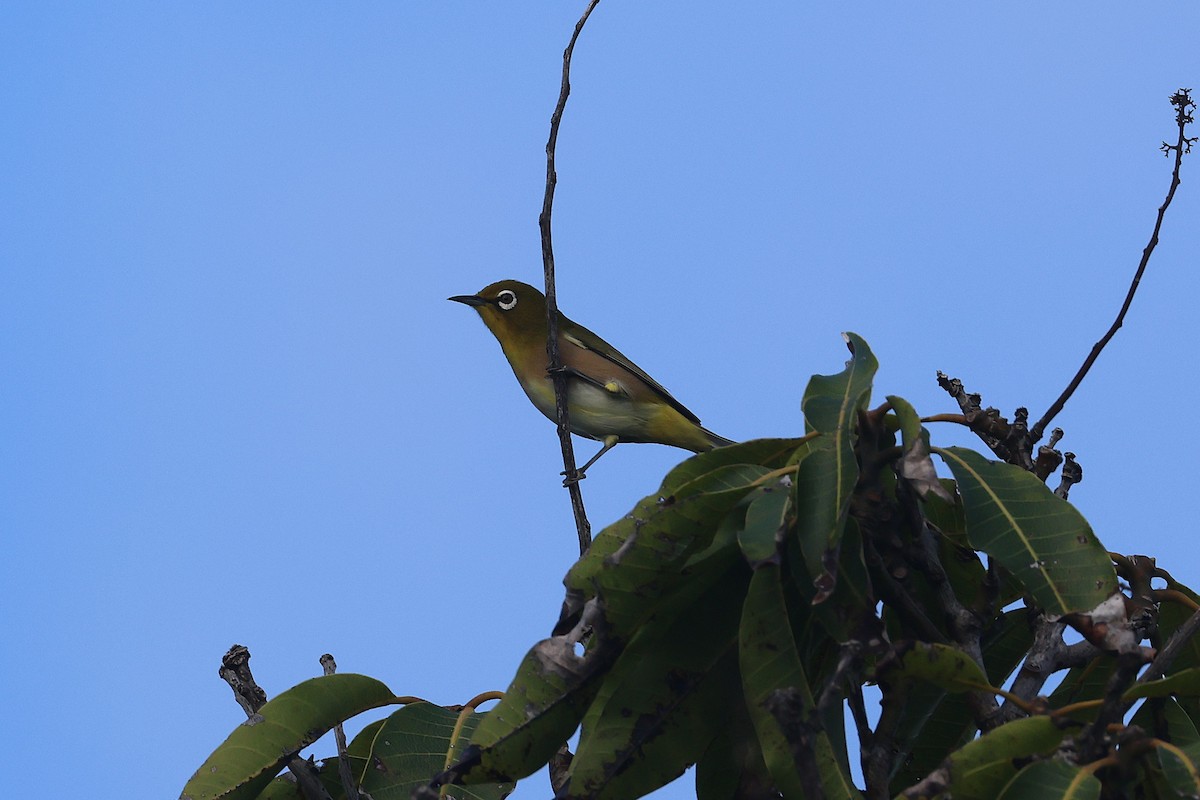 Окулярник японський - ML645714185