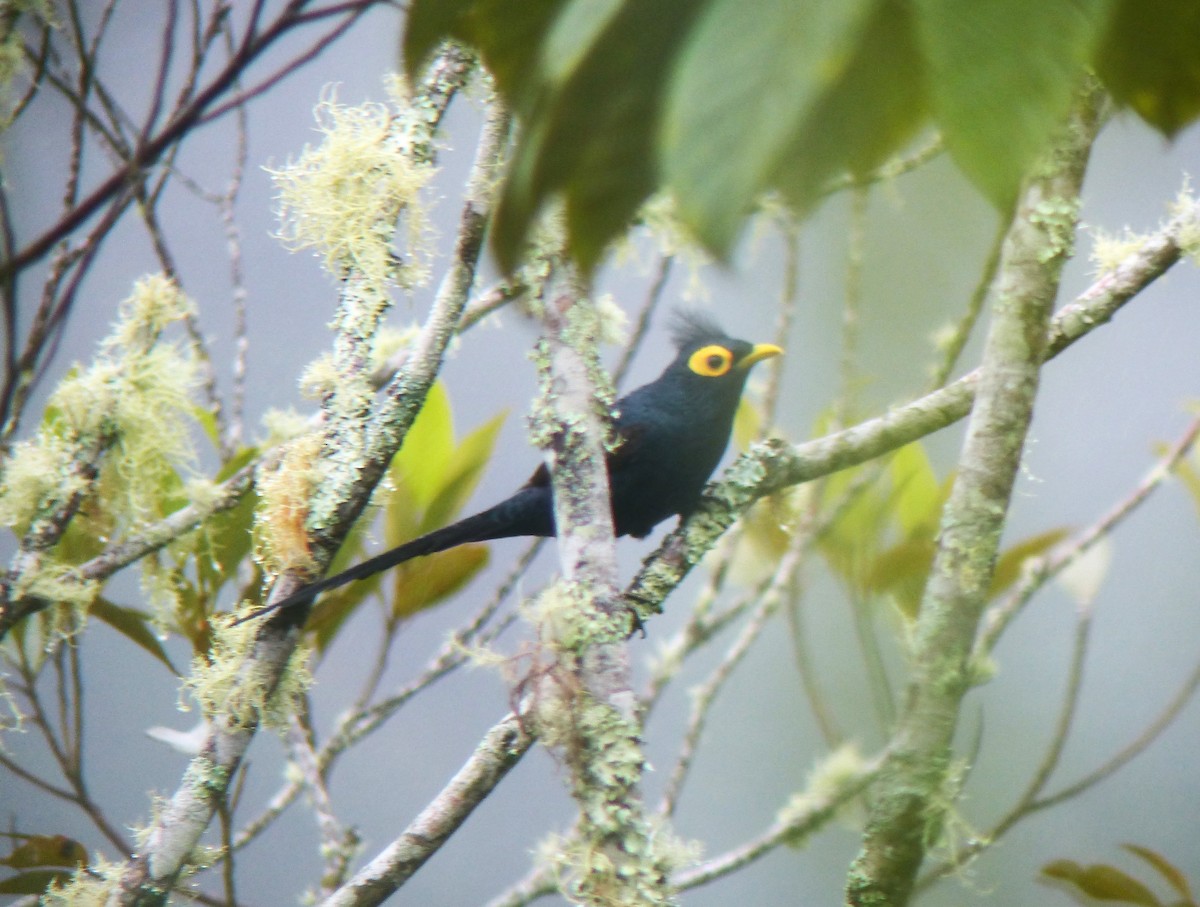 Apo Myna - ML645714194