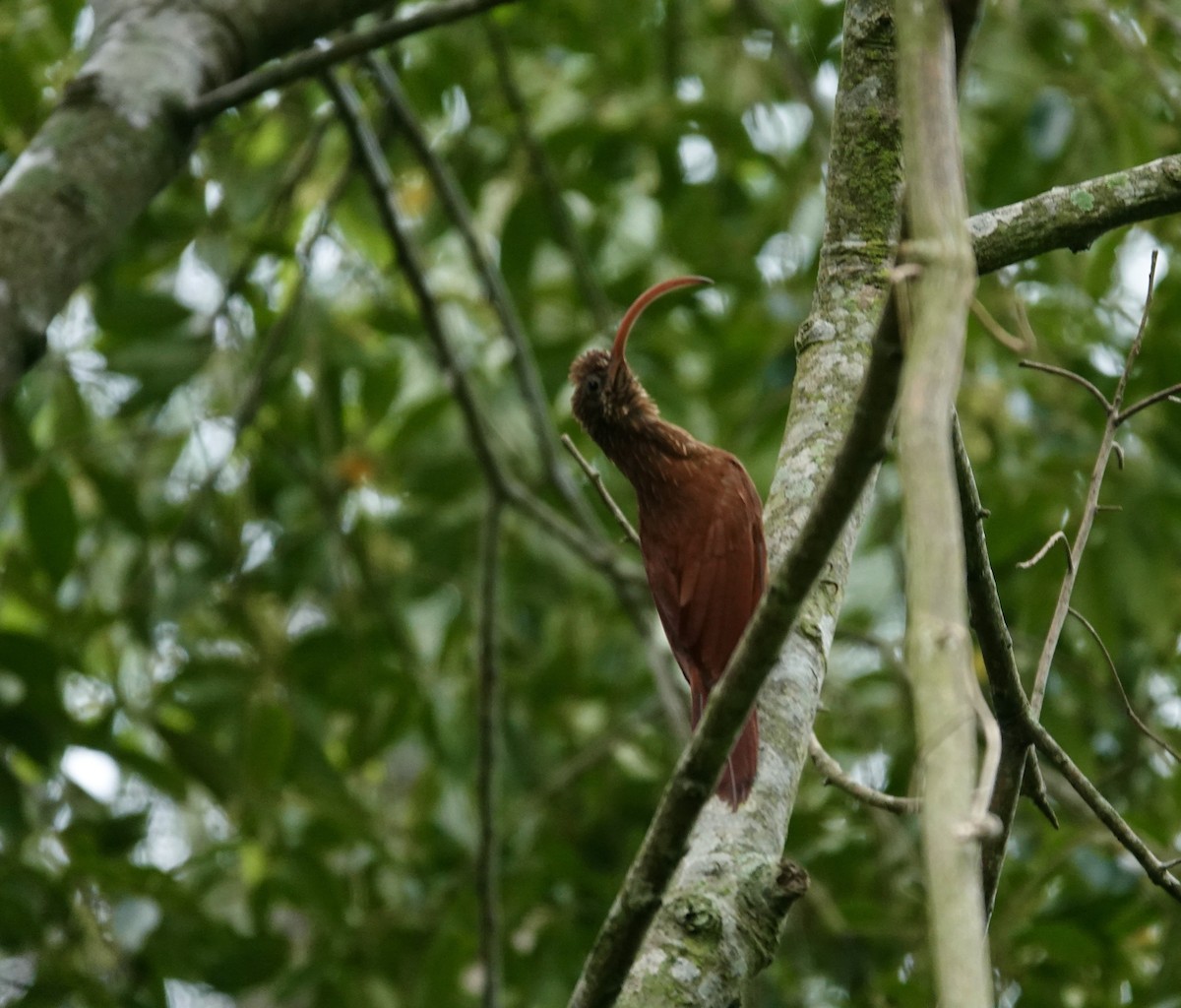 Red-billed Scythebill - ML645714203