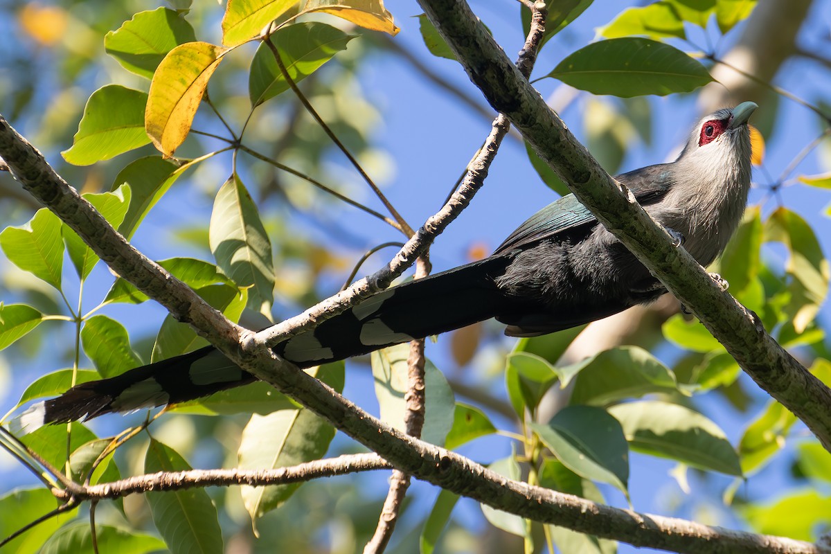 Büyük Gri Malkoha - ML645714213