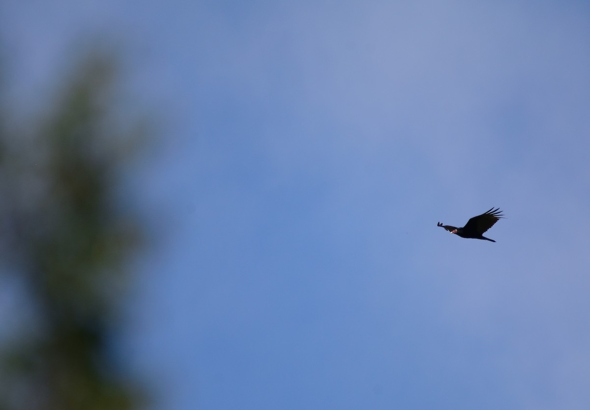 Turkey Vulture - ML645714223