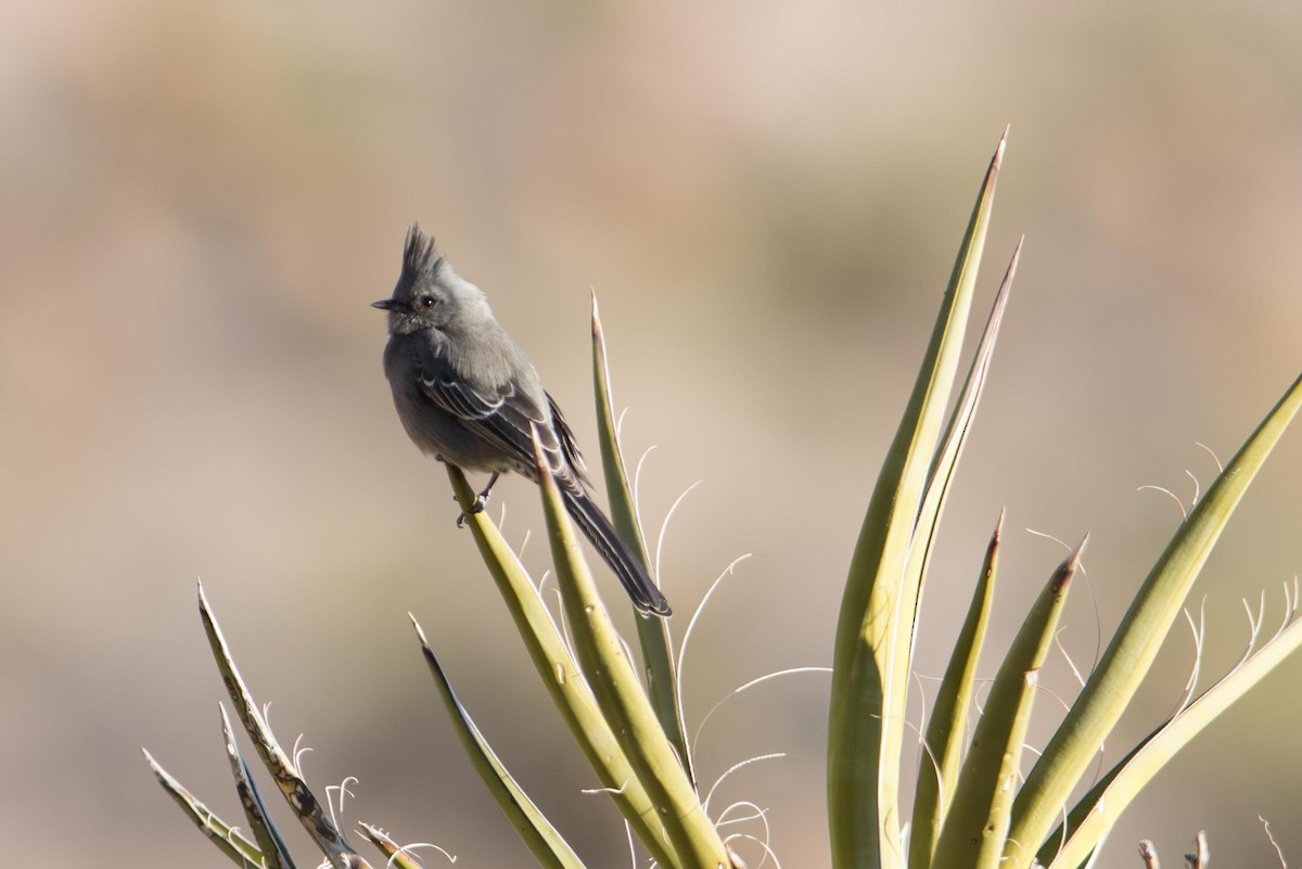 Phainopepla - ML645714224