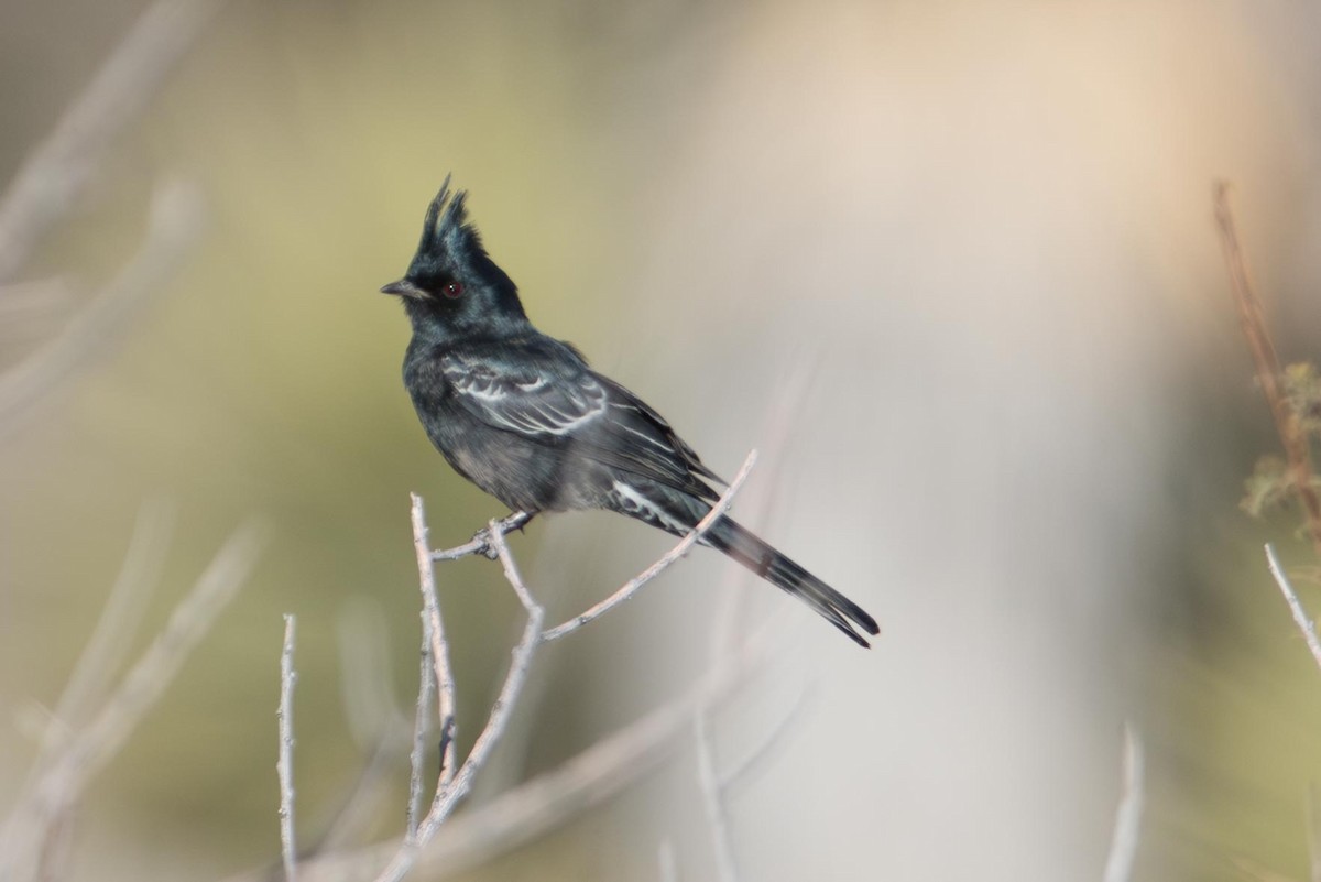 Phainopepla - ML645714225