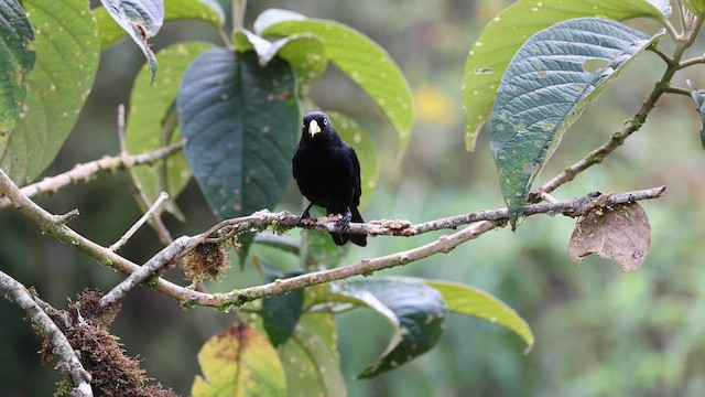 Scarlet-rumped Cacique - ML645714235