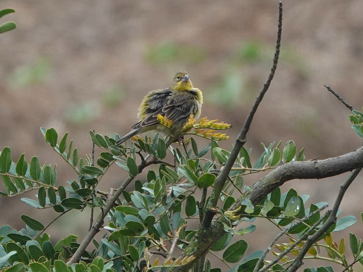 Grassland Yellow-Finch - ML645714238