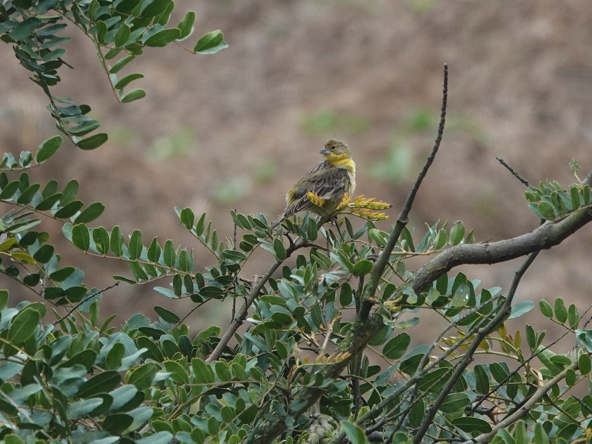 Grassland Yellow-Finch - ML645714239