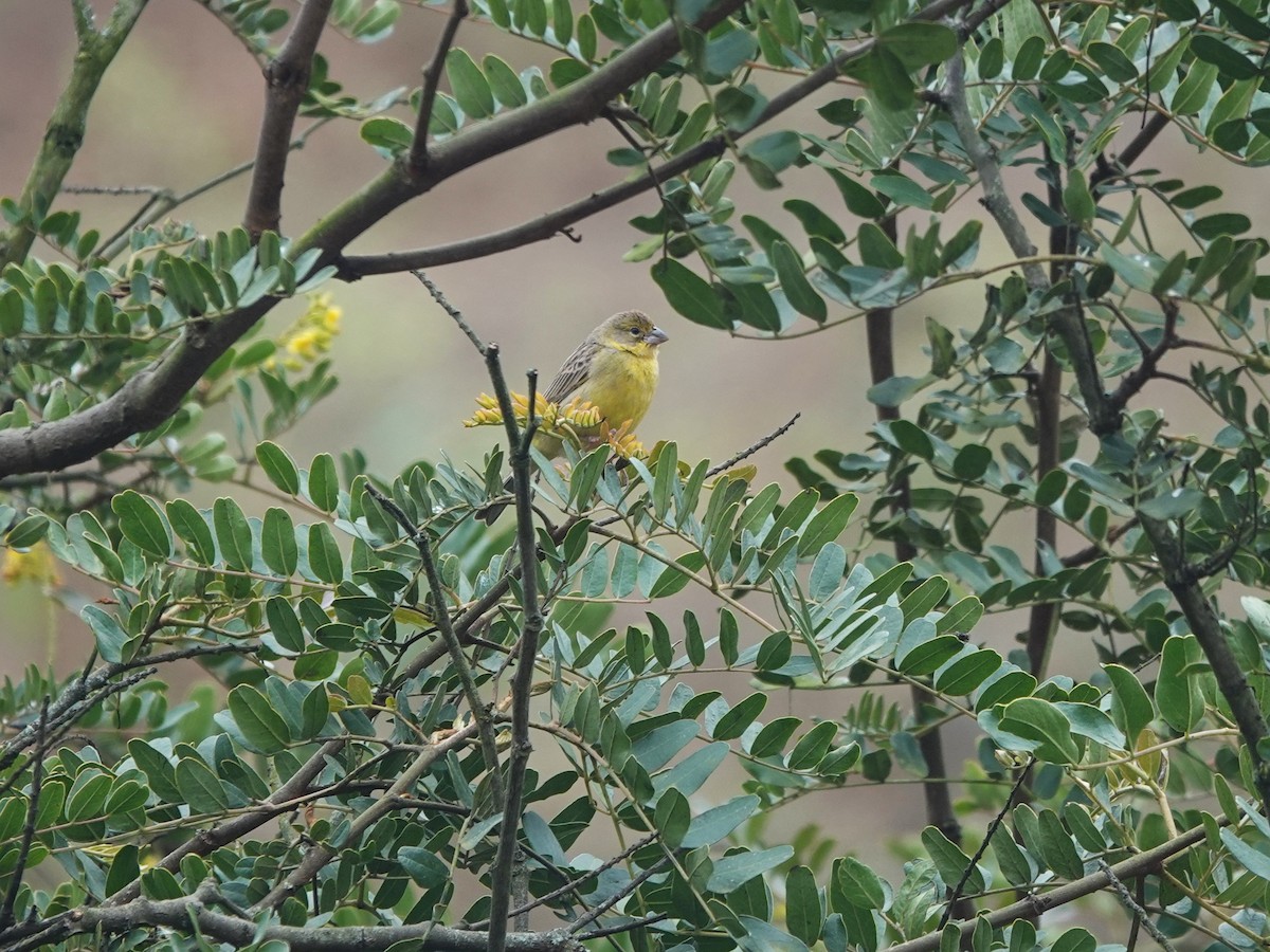 Grassland Yellow-Finch - ML645714240