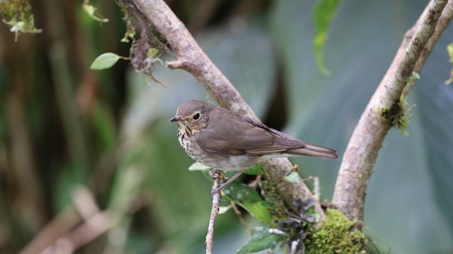 Swainson's Thrush - ML645714241