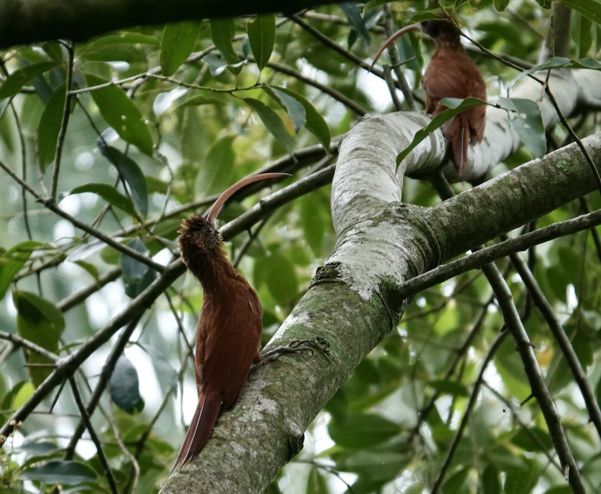 Red-billed Scythebill - ML645714258