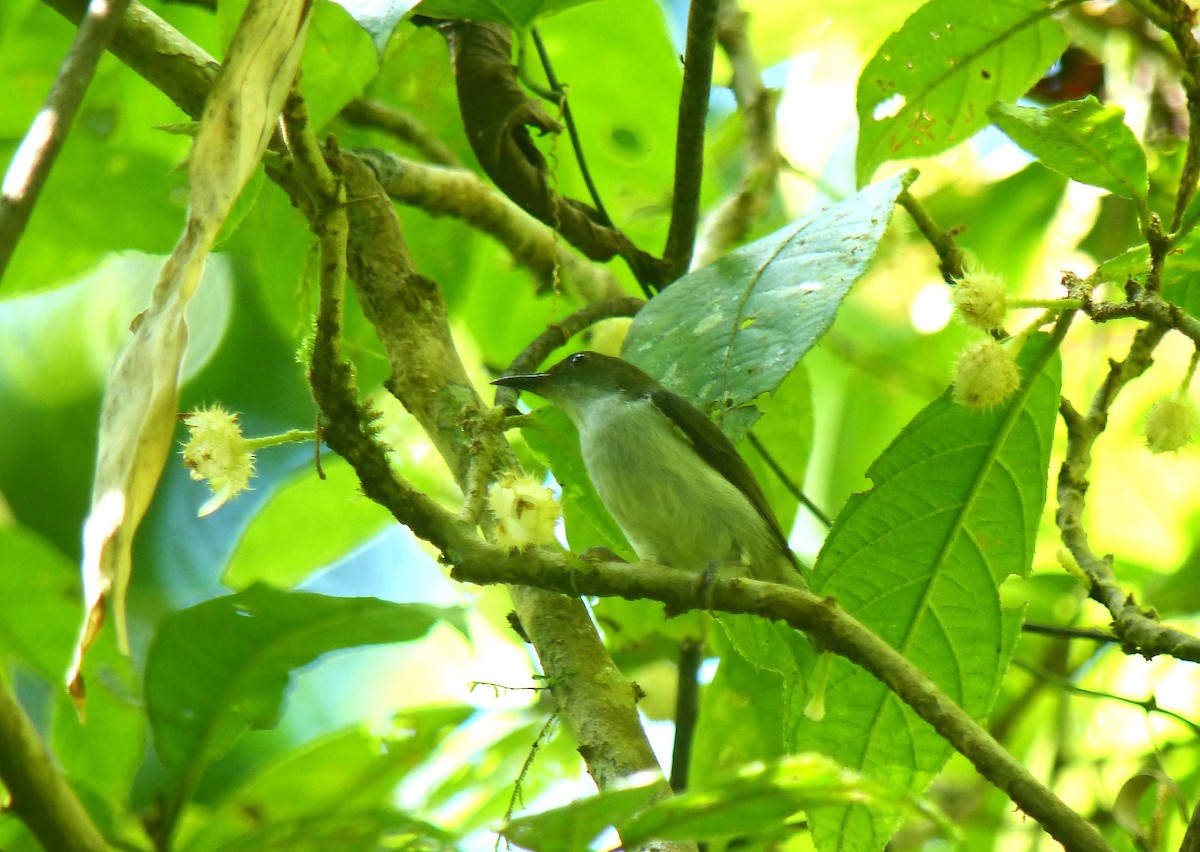 Buzzing Flowerpecker - ML645714262