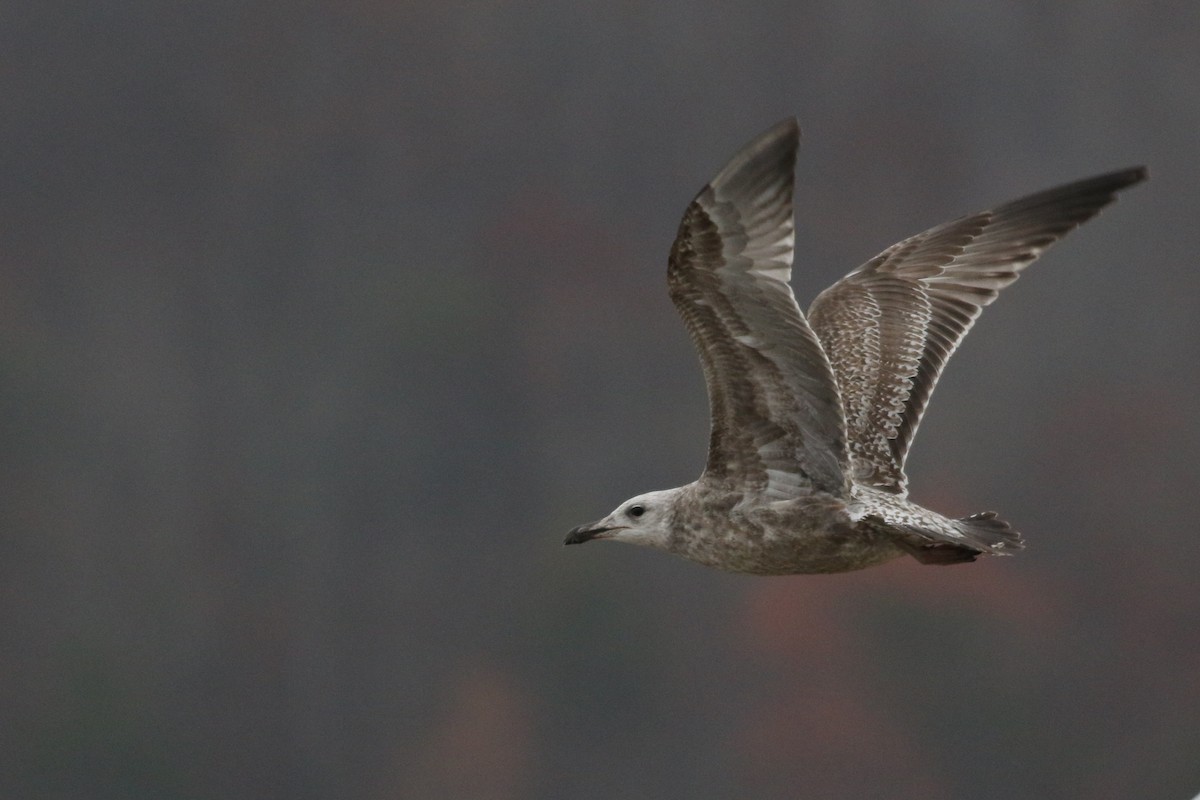 American Herring Gull - ML645714264