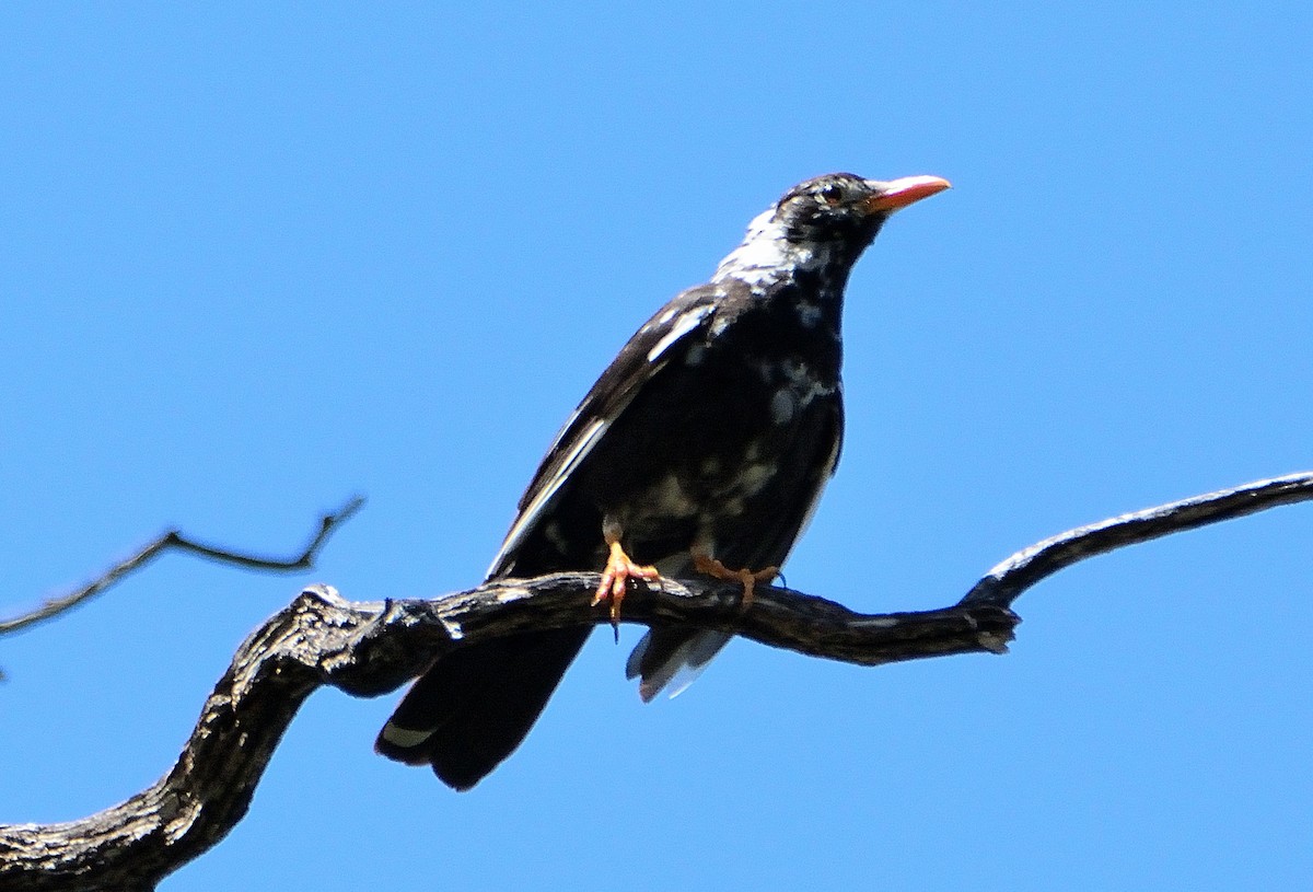 Chiguanco Thrush - ML645714273