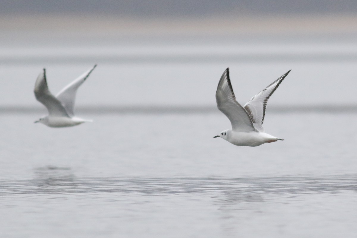 Bonaparte's Gull - ML645714274