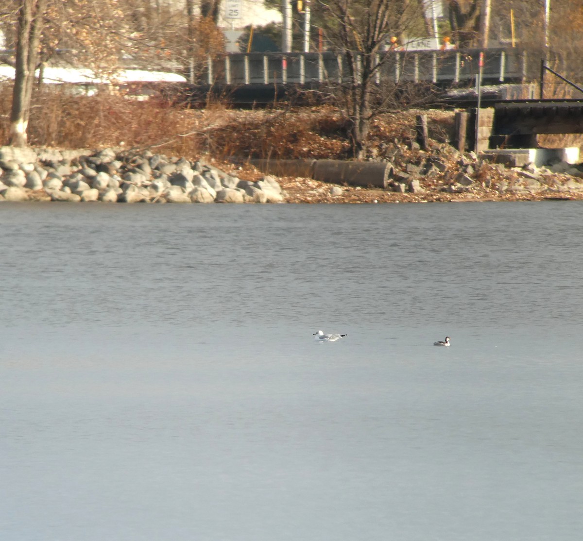 Horned Grebe - ML645714282