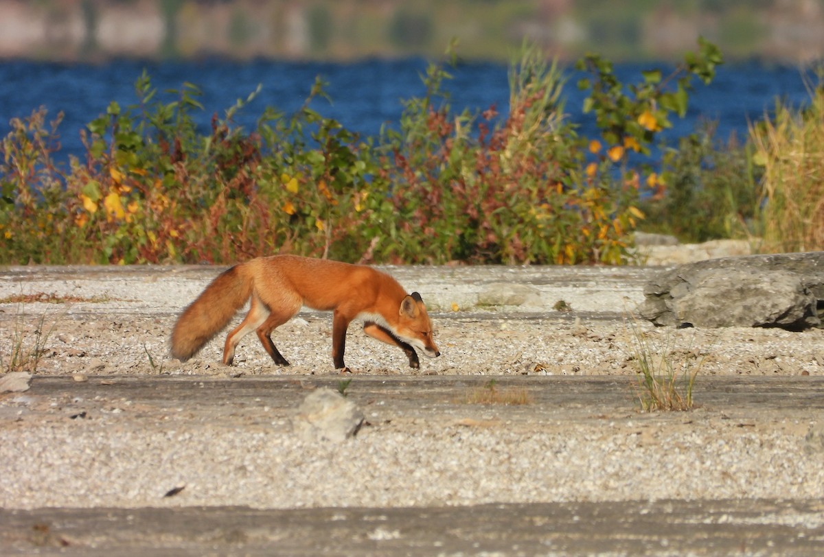 Red Fox - ML645714293