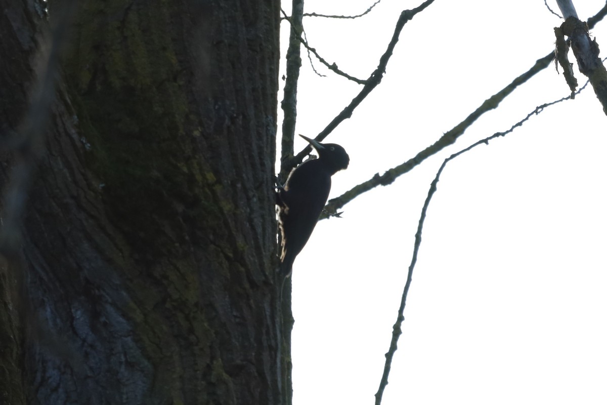 Black Woodpecker - ML645714295