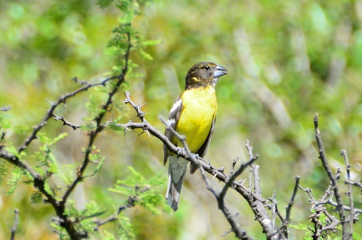 gulbuktykknebb - ML645714298