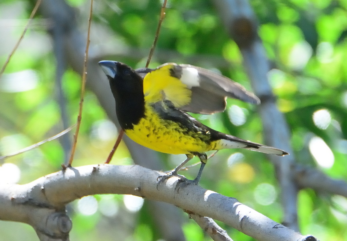 gulbuktykknebb - ML645714300