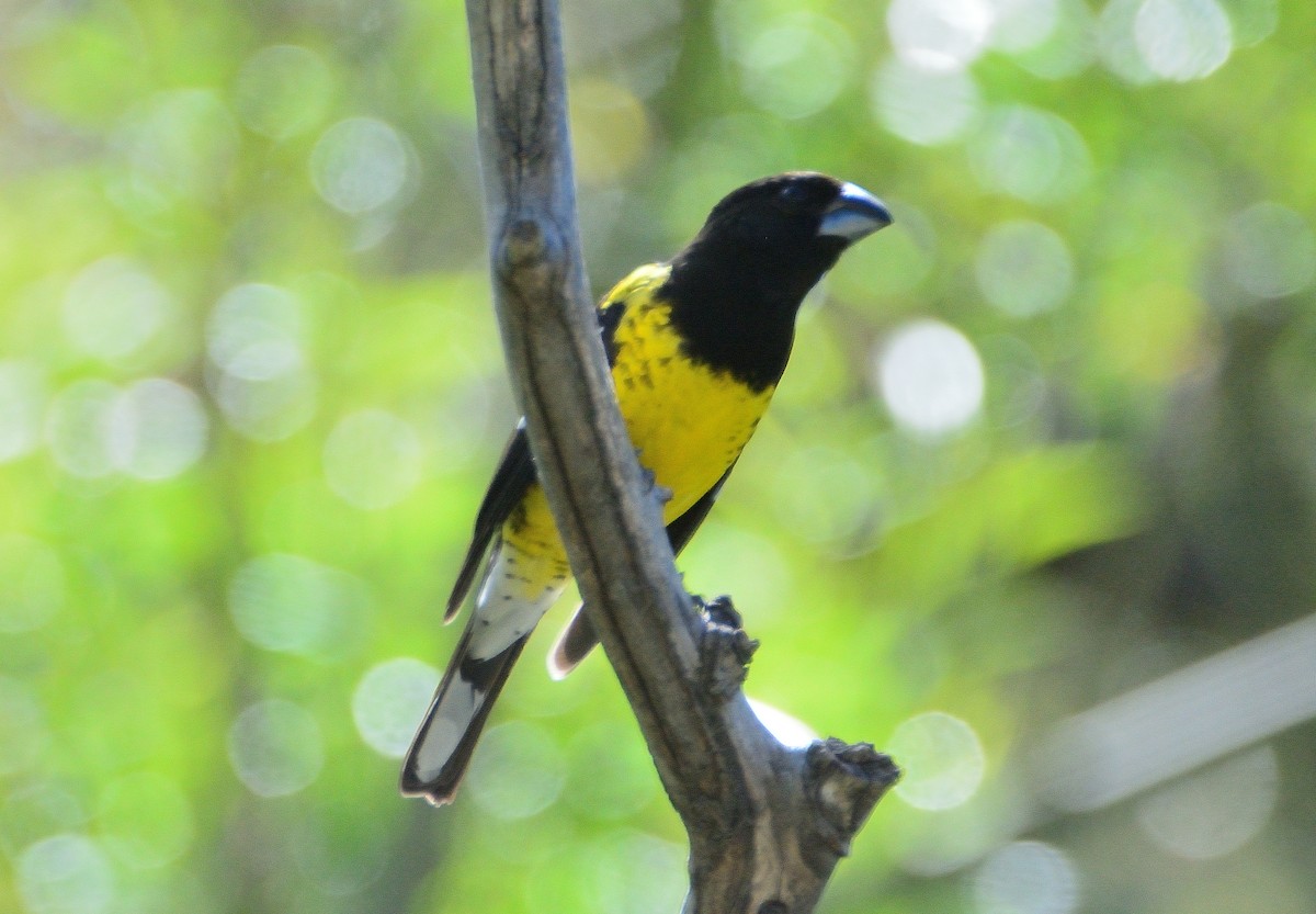 gulbuktykknebb - ML645714301