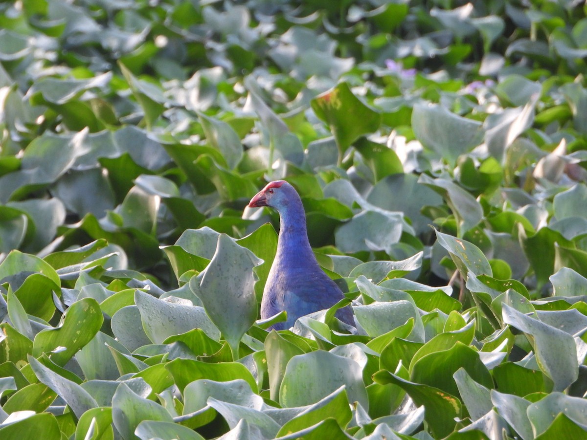 gråhodesultanhøne - ML645714302