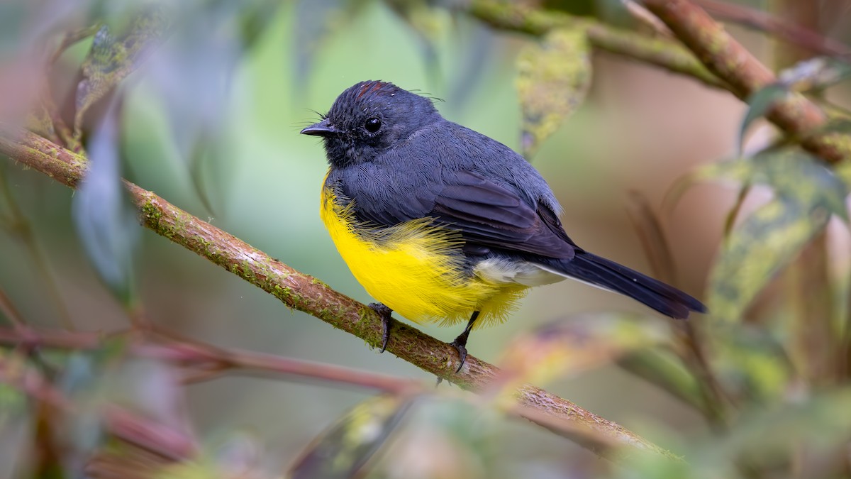 skiferhvitstjert - ML645714304