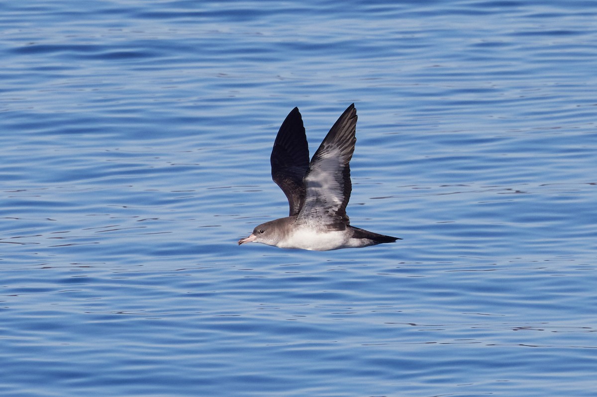 chilelire - ML645714305