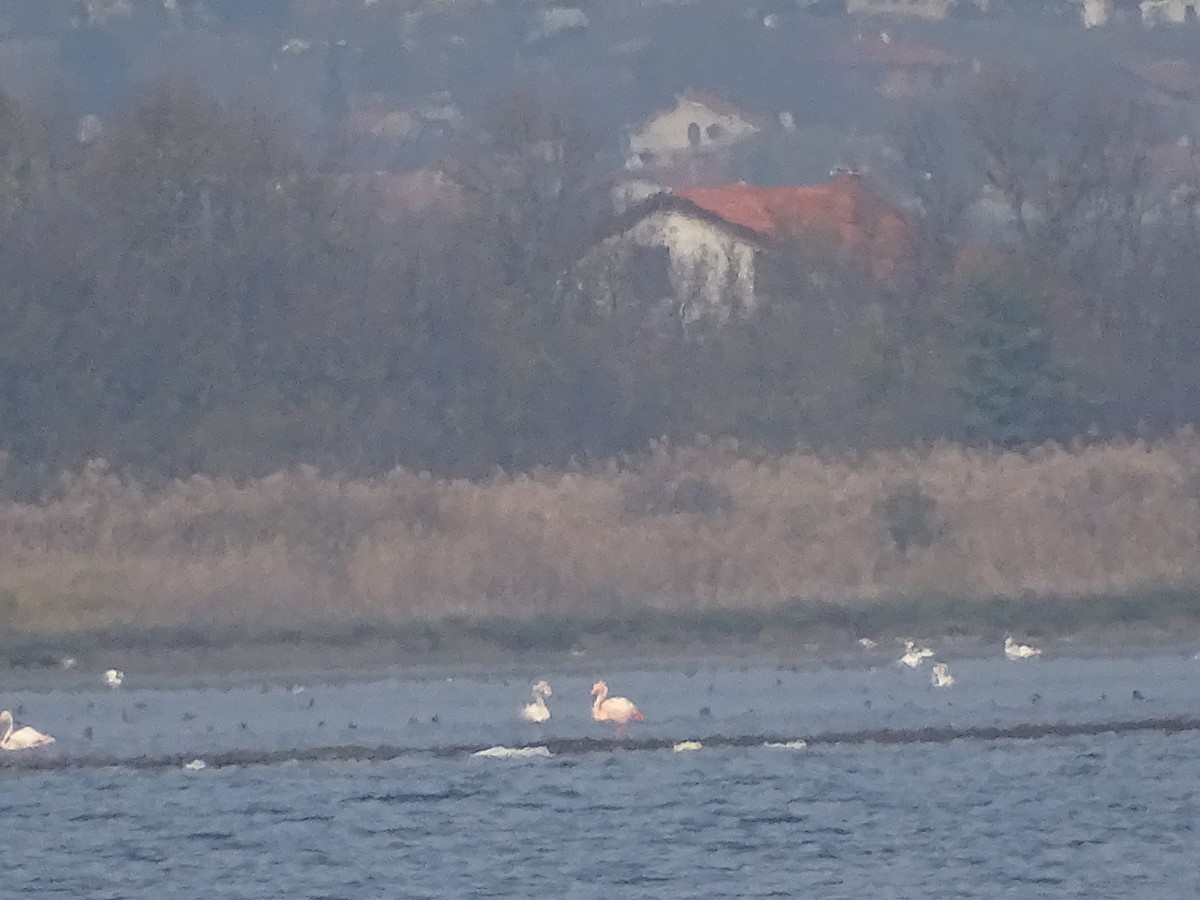 rosenflamingo - ML645714306