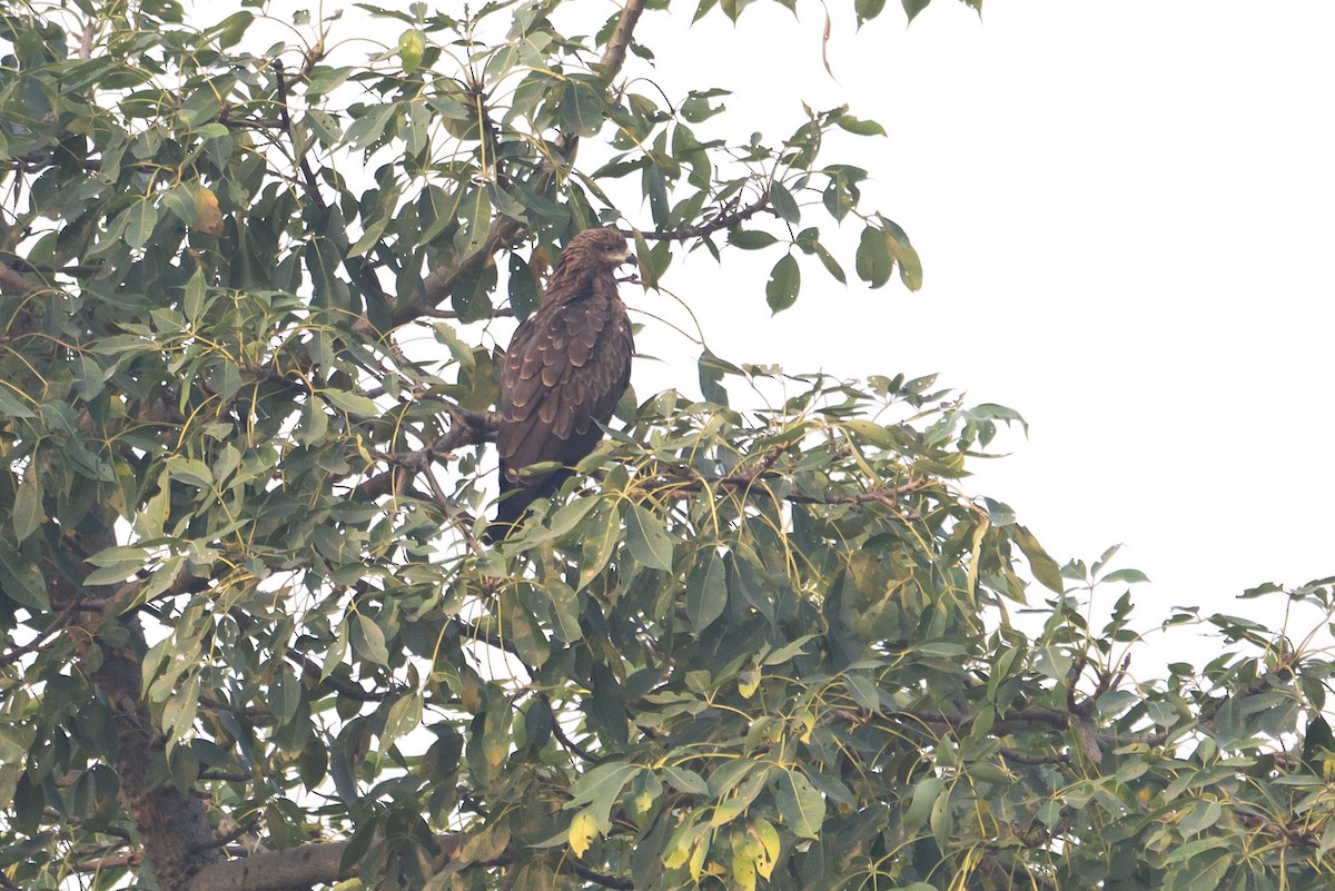 svartglente - ML645714307