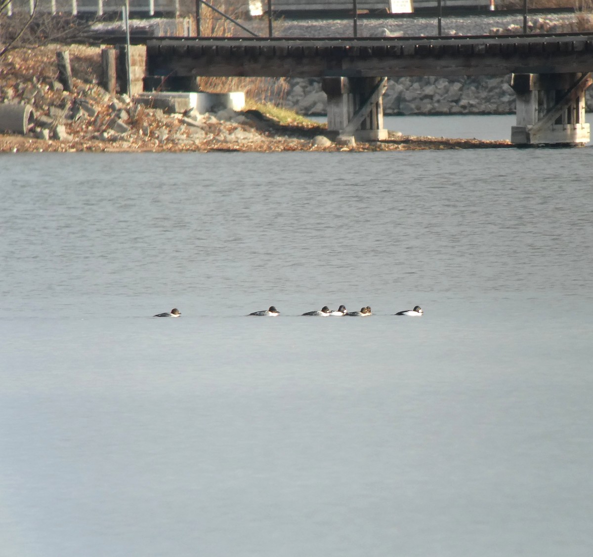 kvinand - ML645714308