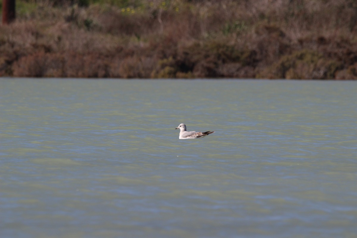 fiskemåke - ML645714309