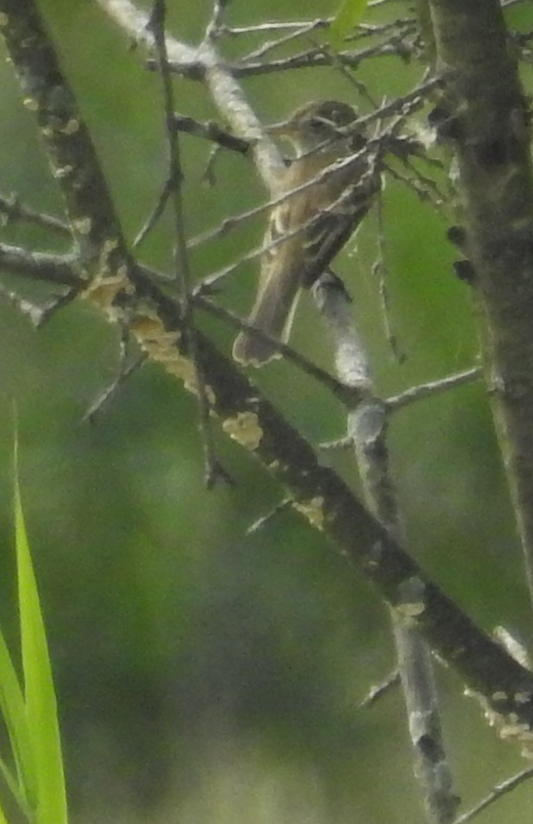 oreempid/vierempid - ML645714310