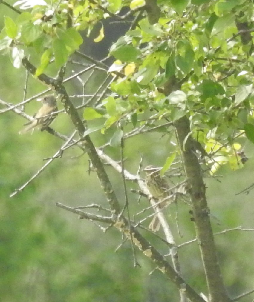 oreempid/vierempid - ML645714311