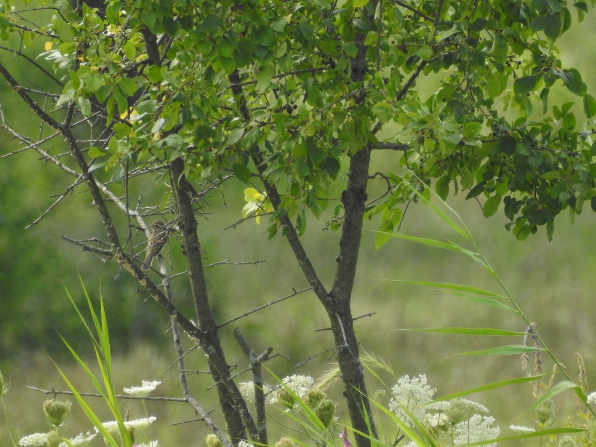 oreempid/vierempid - ML645714312