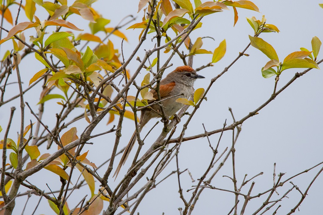 krattpiggstjert - ML645714313