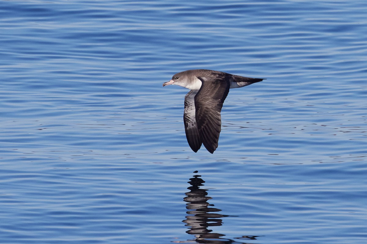 chilelire - ML645714314