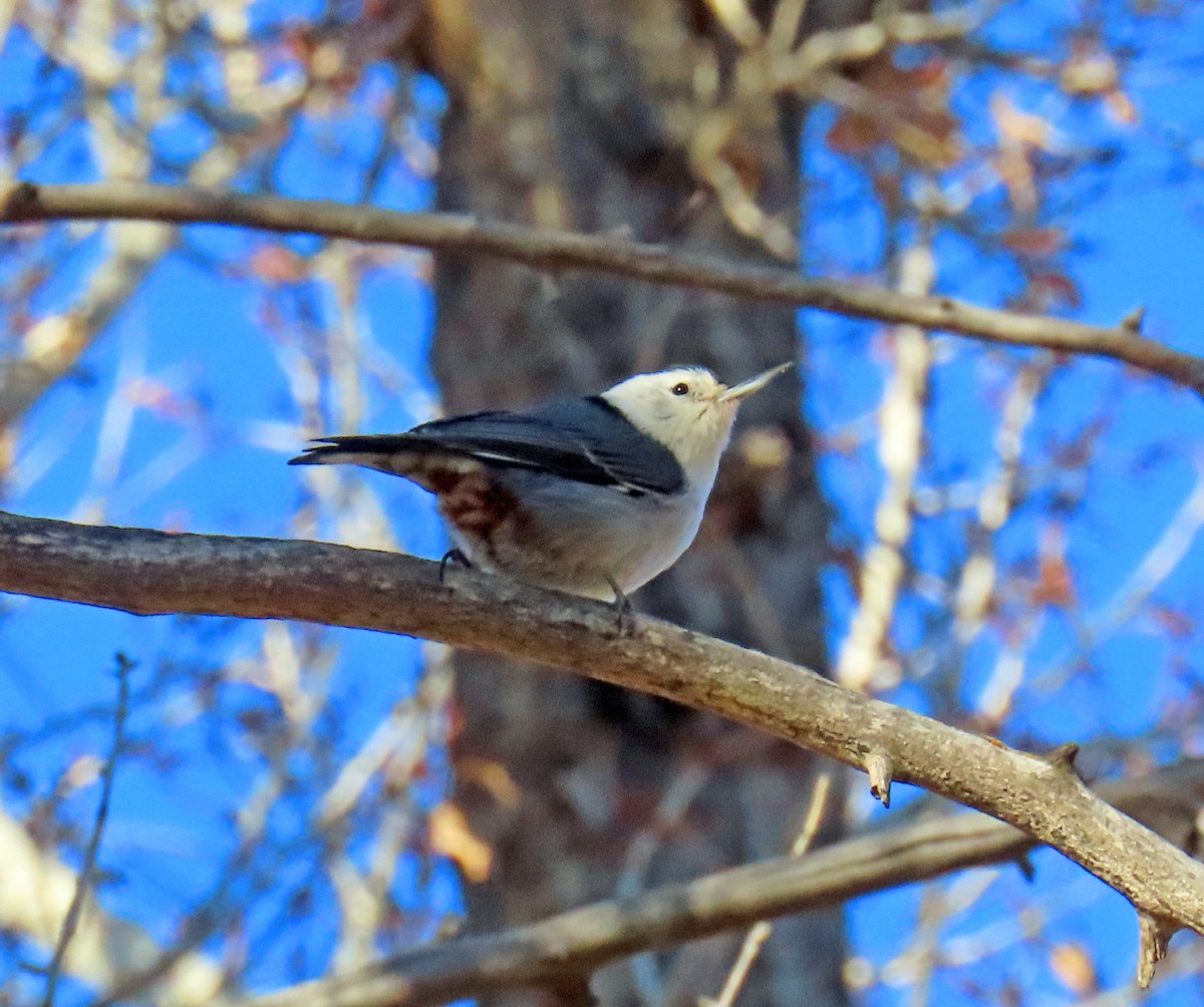 hvitbrystspettmeis - ML645714315