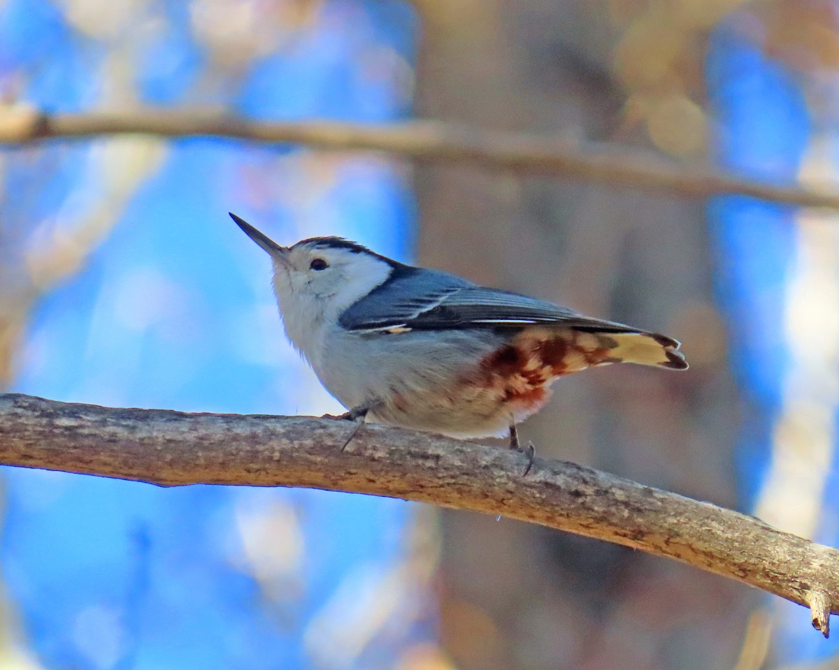 hvitbrystspettmeis - ML645714316