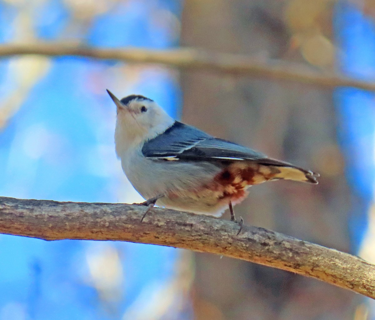 hvitbrystspettmeis - ML645714317