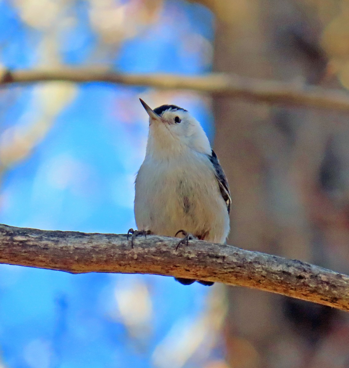 hvitbrystspettmeis - ML645714318