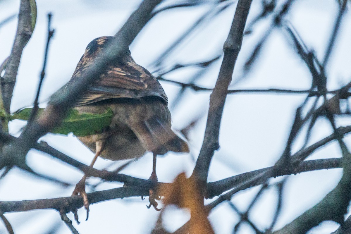 hvitstrupespurv - ML645714319