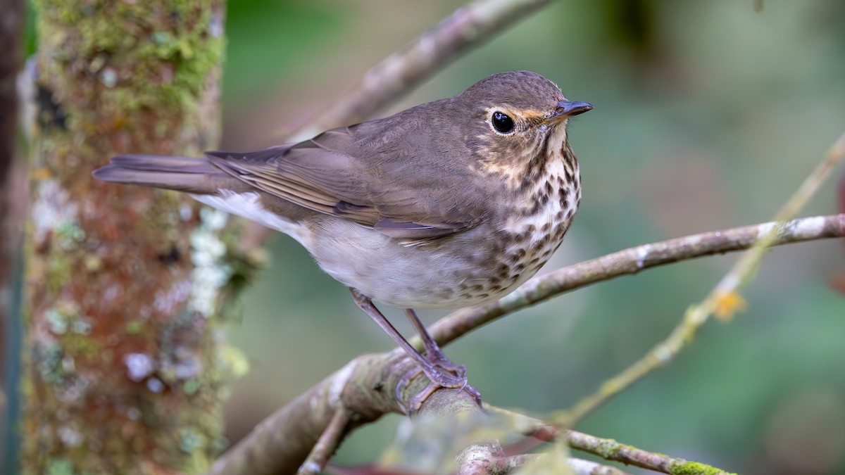 brunkinnskogtrost - ML645714320