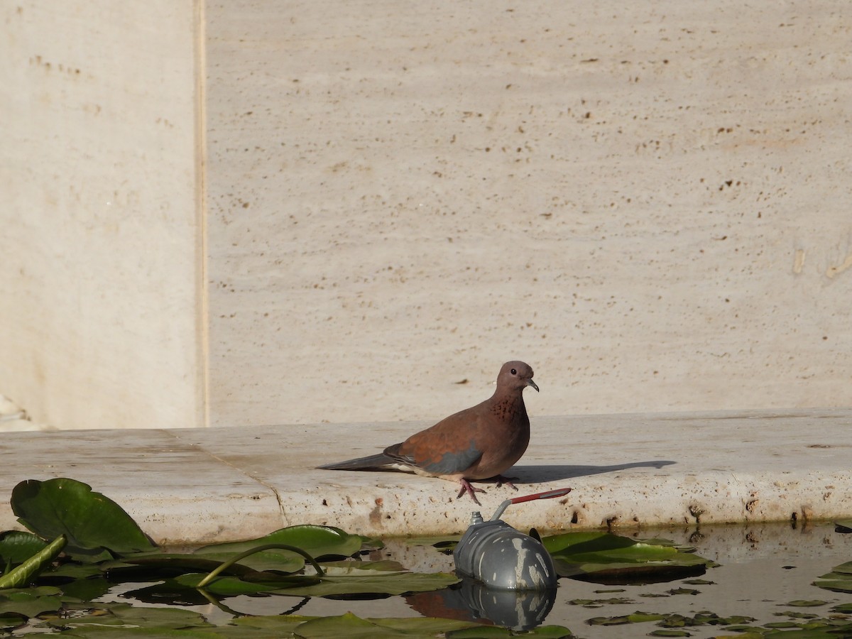 palmedue - ML645714323