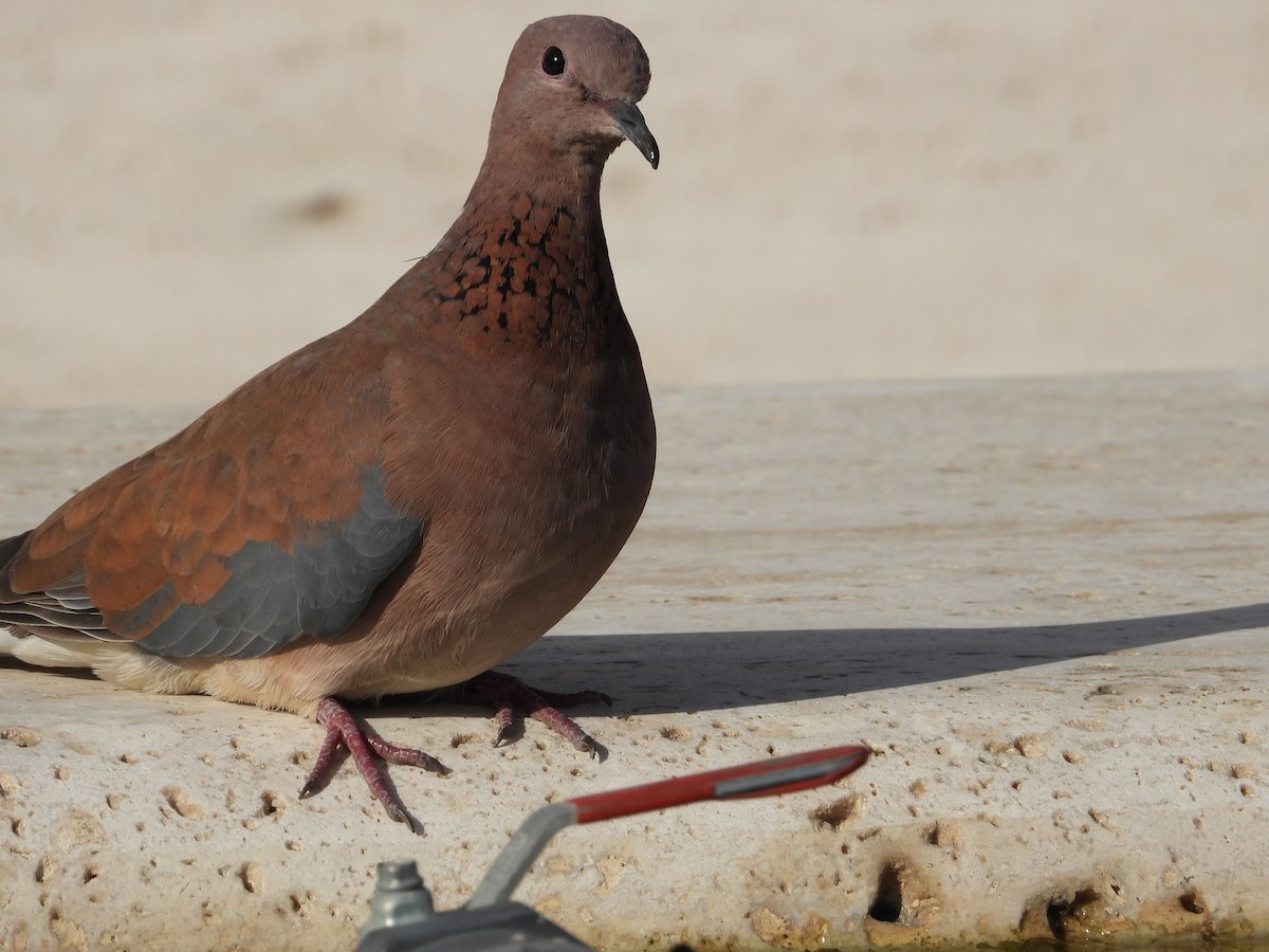 palmedue - ML645714324