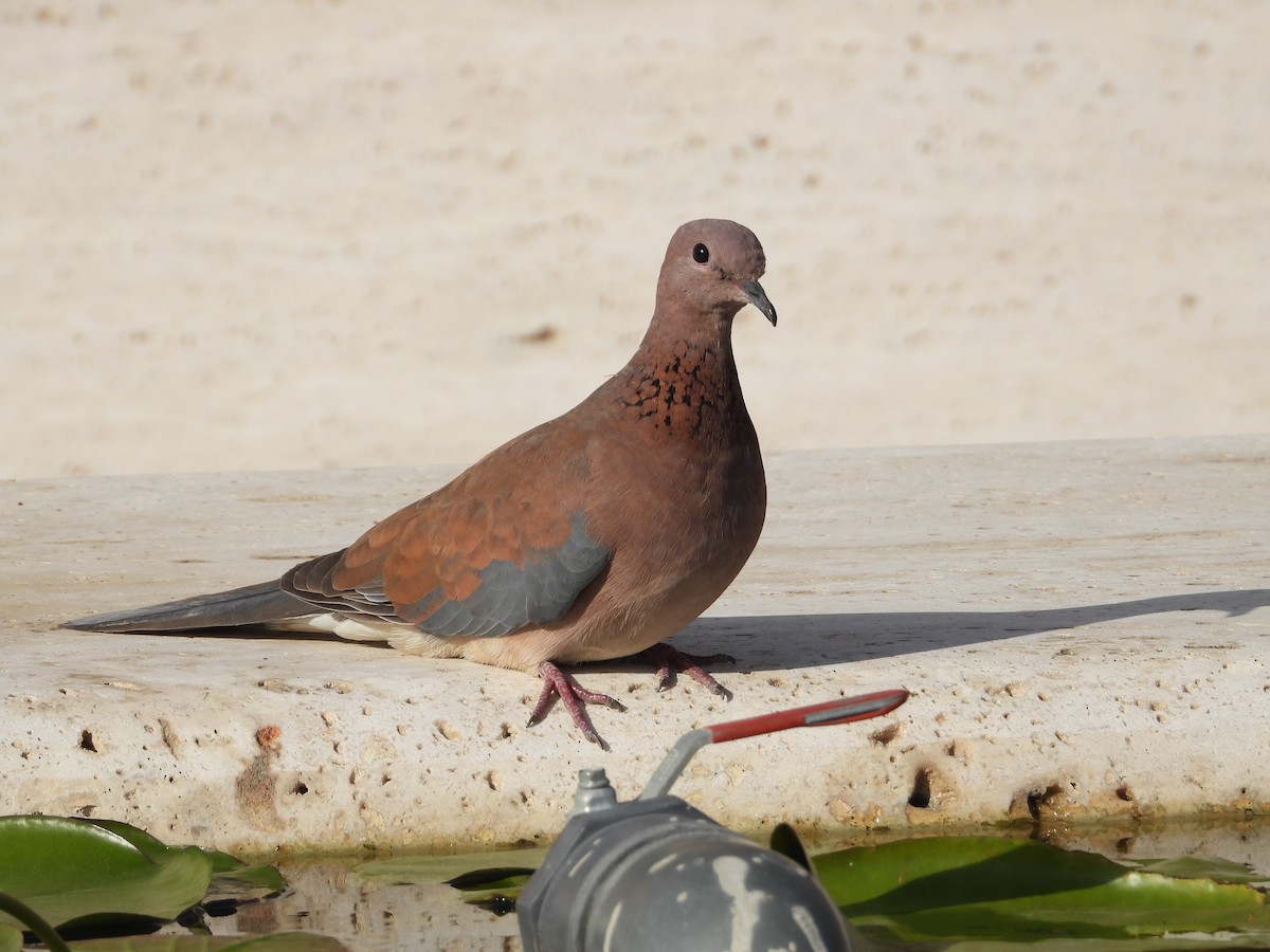 palmedue - ML645714325