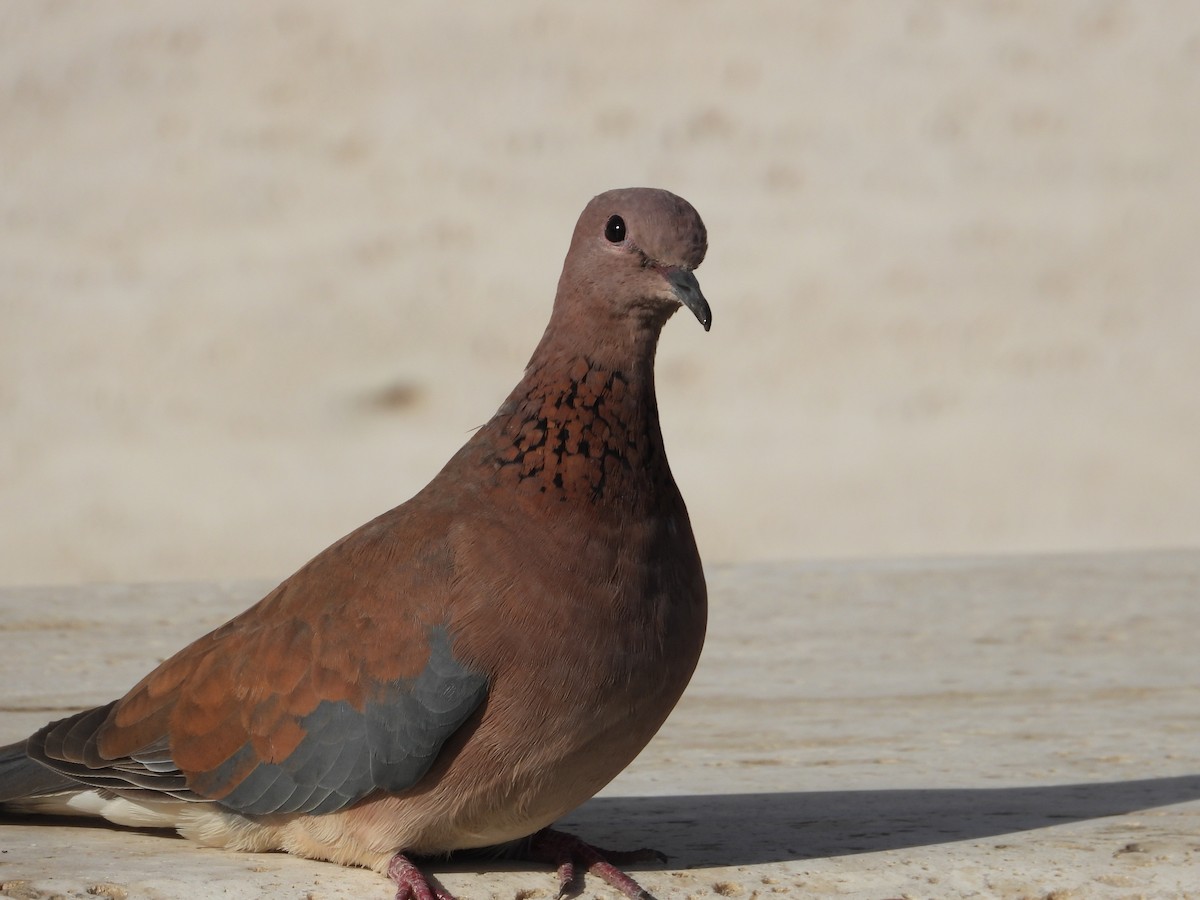 palmedue - ML645714326