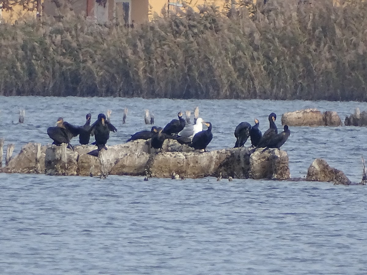 storskarv - ML645714329