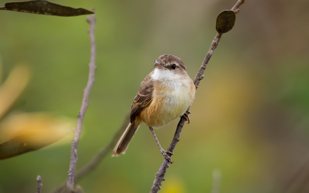 rustpygmétyrann - ML645714330