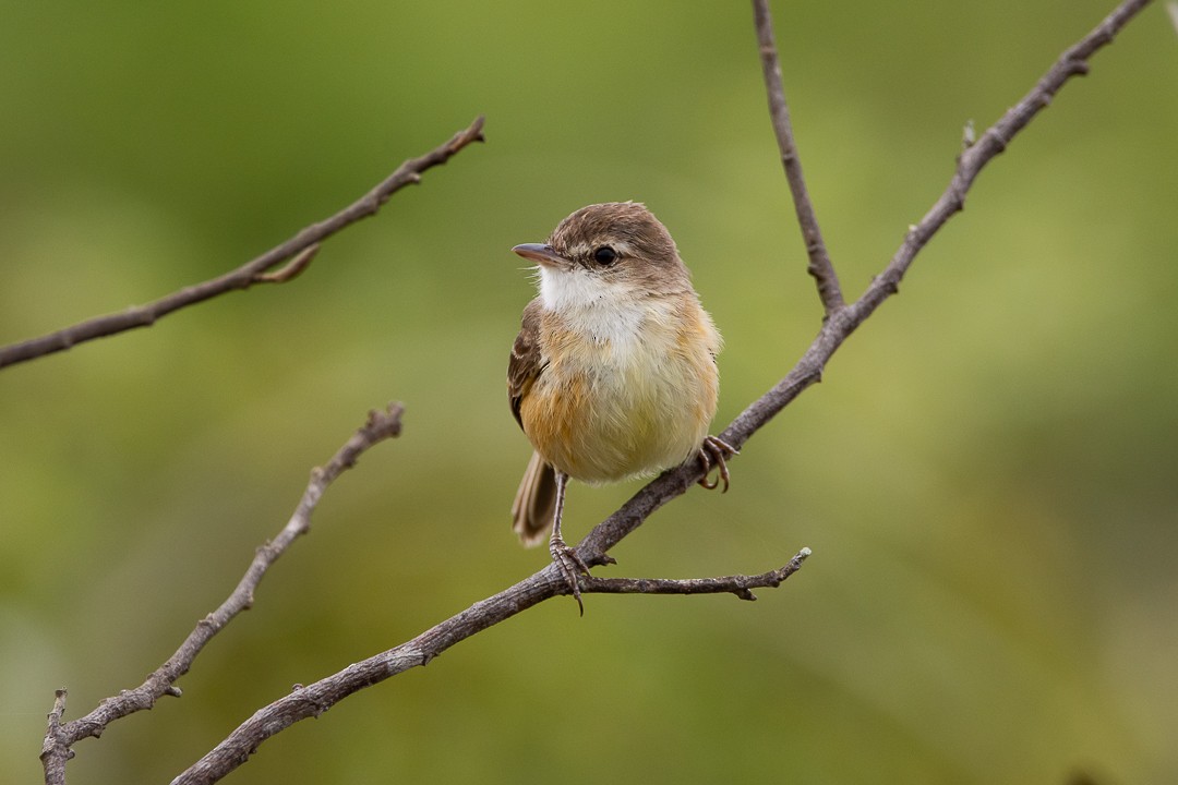 rustpygmétyrann - ML645714331