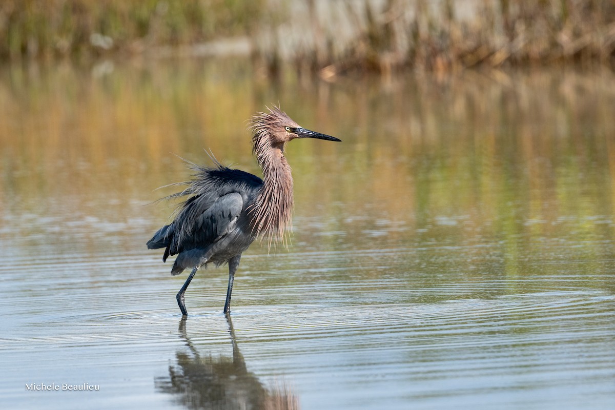 dansehegre - ML645714333