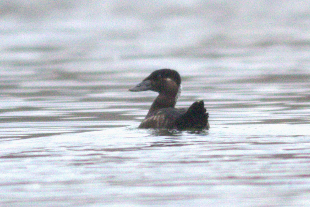 Surf Scoter - ML645714337